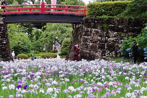 【小田原城址公園の花菖蒲】