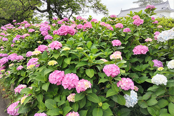 【小田原城址公園のアジザイ】